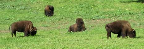 Buffalo doing what they do best