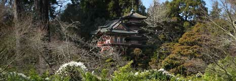 The Tea Garden